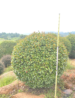 红叶石楠球，冠幅150-350cm  (4).jpg