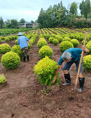 亮晶女真球，冠幅60-120cm  (2).jpg